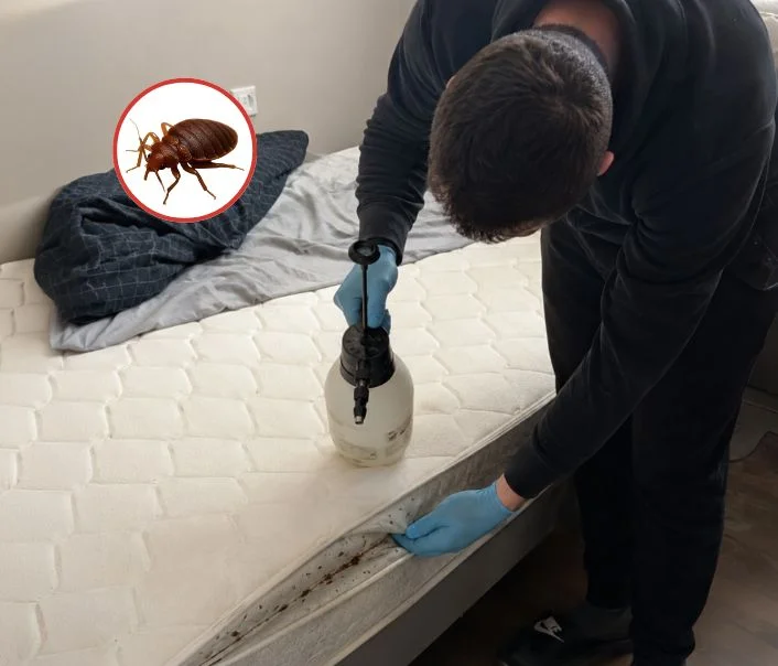 Technicien traitant un matelas contre les punaises de lit à Le Perreux-sur-Marne